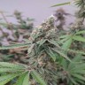 Купить элитные семена Gorilla Zkittlez Купить элитные семена Gorilla Zkittlez