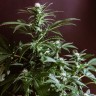 Лучший выбор семян Gorilla Zkittlez feminised Ganja Seeds Лучший выбор семян Gorilla Zkittlez feminised Ganja Seeds