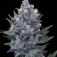 Auto Northern Lights x Blue feminised Ganja Seeds