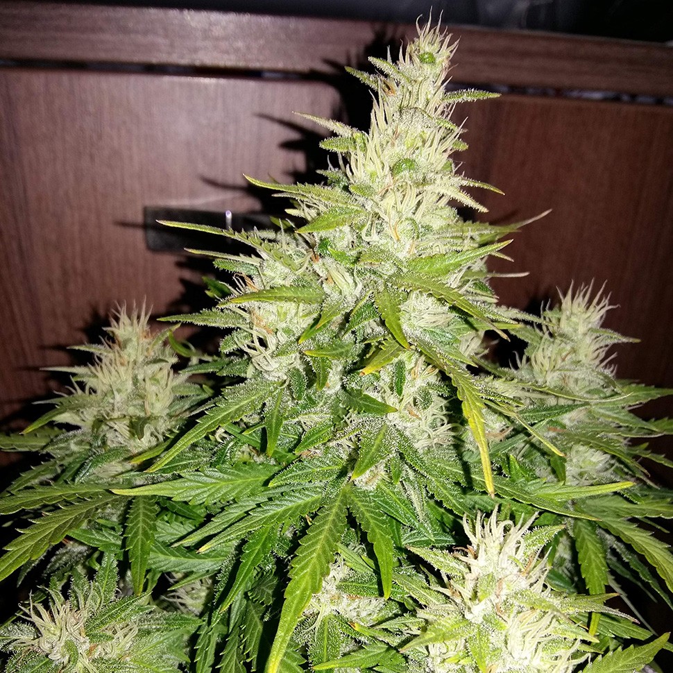 Семена марихуаны  Auto GT regular Ganja Seeds