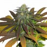 Семена марихуаны  Powerful regular Ganja Seeds Семена марихуаны  Powerful regular Ganja Seeds