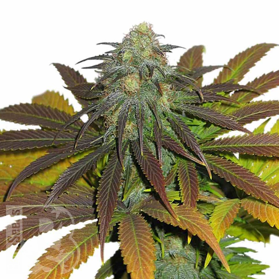 Семена марихуаны  Powerful regular Ganja Seeds Семена марихуаны  Powerful regular Ganja Seeds