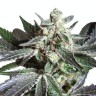 Семена каннабиса  Black Jack feminised Ganja Seeds Семена каннабиса  Black Jack feminised Ganja Seeds