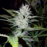 купить семена конопли Auto Pineapple feminised купить семена конопли Auto Pineapple feminised