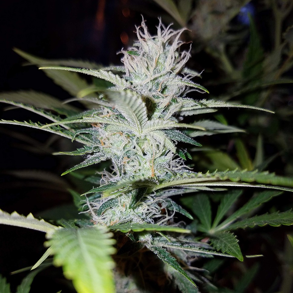 купить семена конопли Auto Pineapple feminised купить семена конопли Auto Pineapple feminised