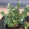 купить семена конопли в Украине Auto Pineapple feminised купить семена конопли в Украине Auto Pineapple feminised