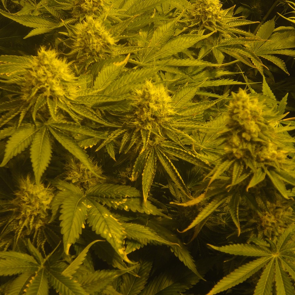 Семена  Auto Pineapple feminised Ganja Seeds
