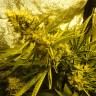 купить семена сортовой конопли Auto Pineapple feminised купить семена сортовой конопли Auto Pineapple feminised