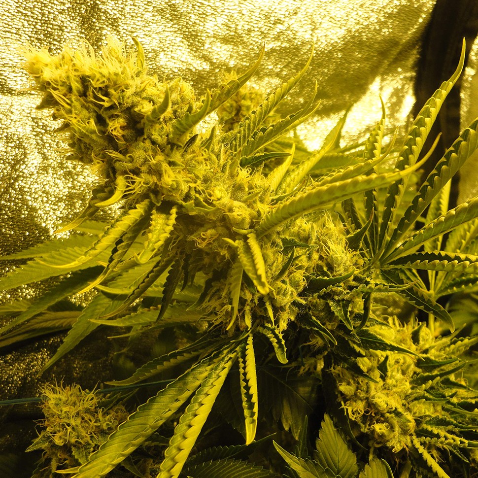 купить семена сортовой конопли Auto Pineapple feminised купить семена сортовой конопли Auto Pineapple feminised