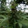 купить семена конопли интернет магазин Auto Pineapple feminised купить семена конопли интернет магазин Auto Pineapple feminised