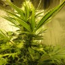 купить семена конопли в фирменной упаковке Auto Pineapple feminised купить семена конопли в фирменной упаковке Auto Pineapple feminised