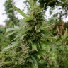 купить семена конопли автоцвет Auto Pineapple feminised купить семена конопли автоцвет Auto Pineapple feminised