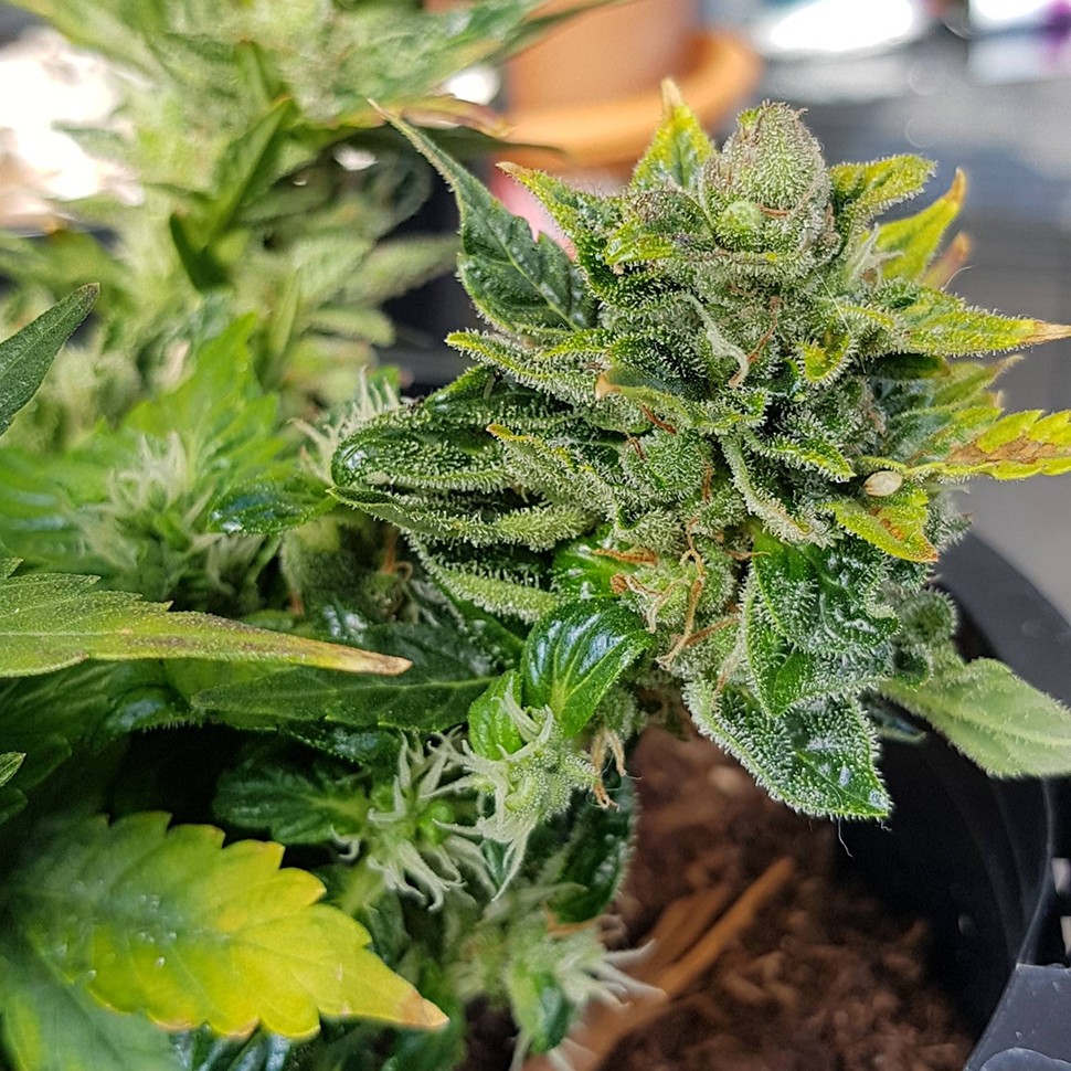 купить мощные семена конопли Auto Pineapple feminised купить мощные семена конопли Auto Pineapple feminised