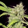 Семена марихуаны  Auto Talgar feminised Bang Seeds Семена марихуаны  Auto Talgar feminised Bang Seeds
