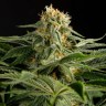 Купить семена  Hash Plant  Купить семена  Hash Plant