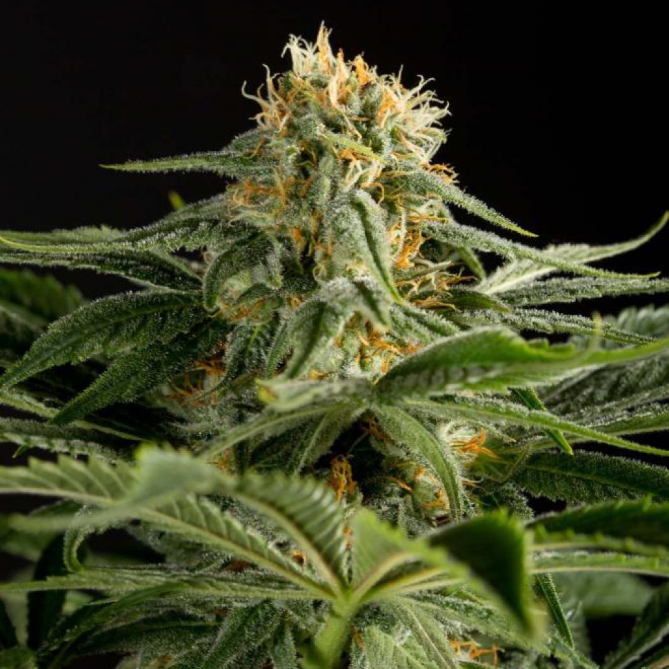 Купить семена  Hash Plant  Купить семена  Hash Plant