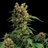 Где выбрать семена лучшего качества Hash Plant feminised Ganja Seeds Где выбрать семена лучшего качества Hash Plant feminised Ganja Seeds