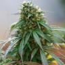 Купить семена сорта Hash Plant feminised  Купить семена сорта Hash Plant feminised