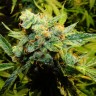 Семена каннабиса Auto Northern Lights x Haze feminised Ganja Seeds Семена каннабиса Auto Northern Lights x Haze feminised Ganja Seeds
