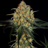 Massive Skunk feminised Ganja Seeds Massive Skunk feminised Ganja Seeds