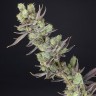 Massive Skunk feminised Ganja Seeds Massive Skunk feminised Ganja Seeds