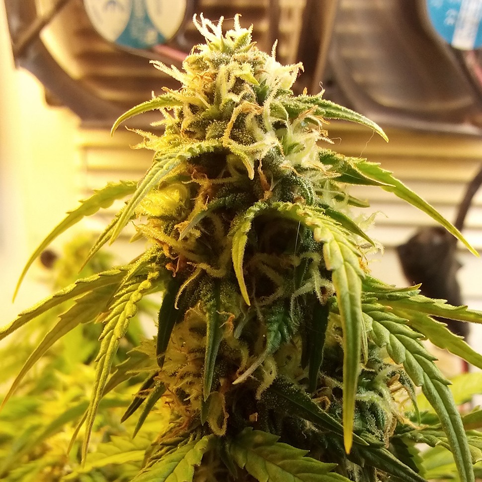 купить мощные семена конопли Auto Jet 47 regular купить мощные семена конопли Auto Jet 47 regular