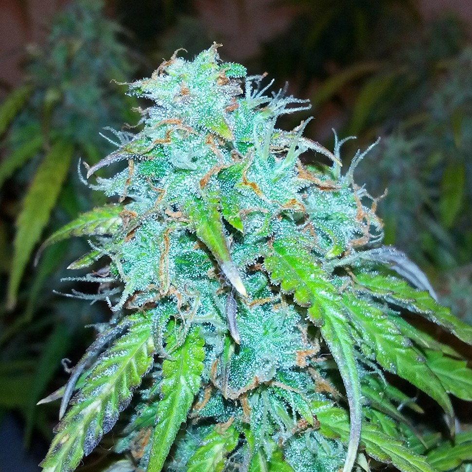 Семена ганжа  Auto Jet 47 regular Ganja Seeds