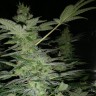 купить семена марихуаны в Алматы Nirvana reg купить семена марихуаны в Алматы Nirvana reg