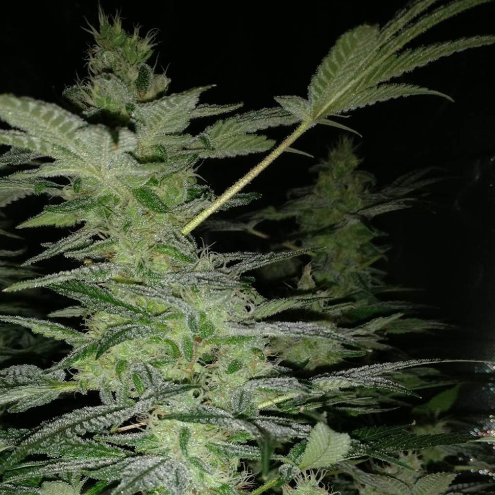 купить семена марихуаны в Алматы Nirvana reg купить семена марихуаны в Алматы Nirvana reg