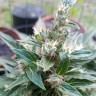 заказать семена конопли Auto Afghani regular заказать семена конопли Auto Afghani regular