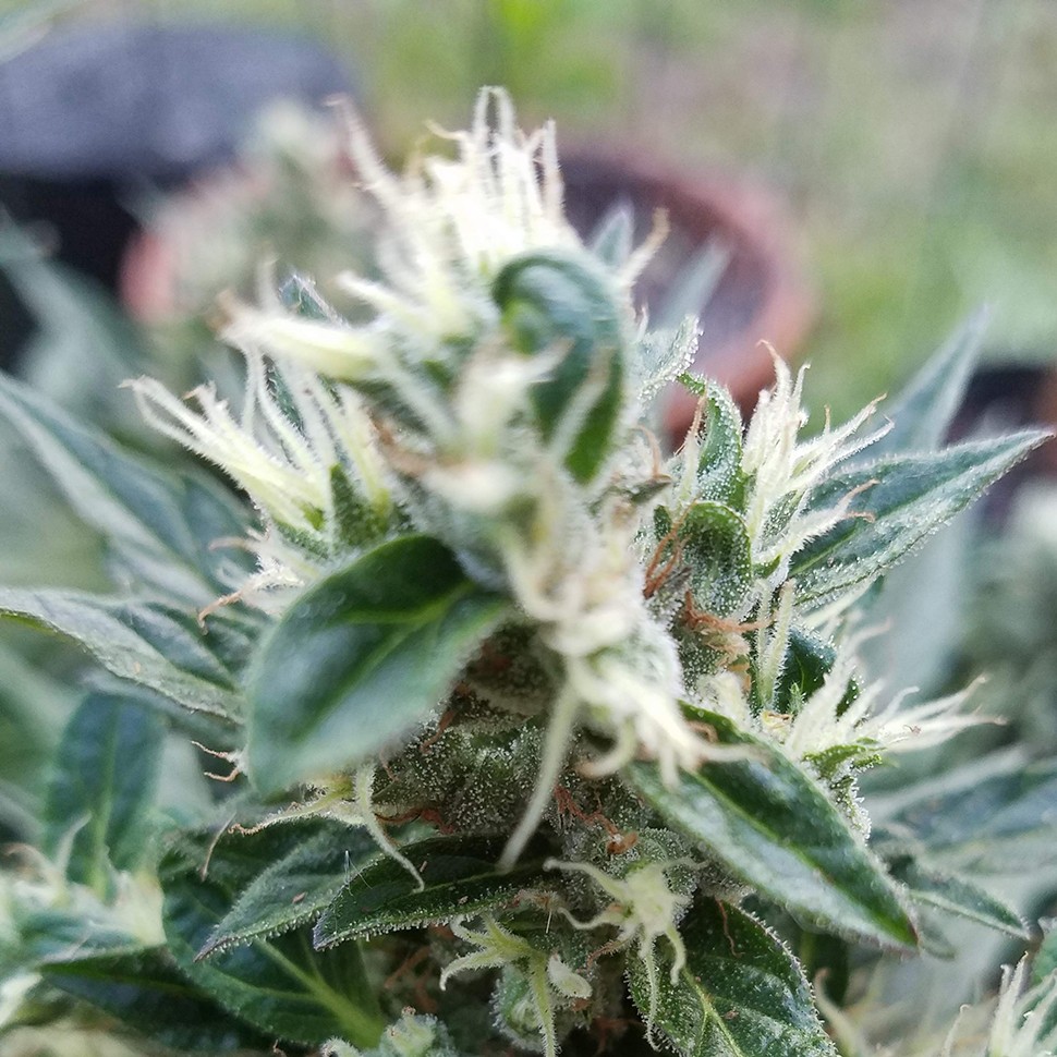 Семена каннабиса  Auto Afghani regular Ganja Seeds