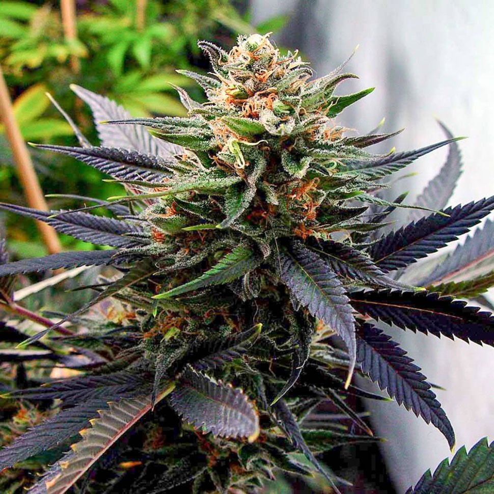 Семена каннабиса  Auto Talkan feminised Bang Seeds