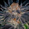 Семена каннабиса  Auto Talkan feminised Bang Seeds Семена каннабиса  Auto Talkan feminised Bang Seeds