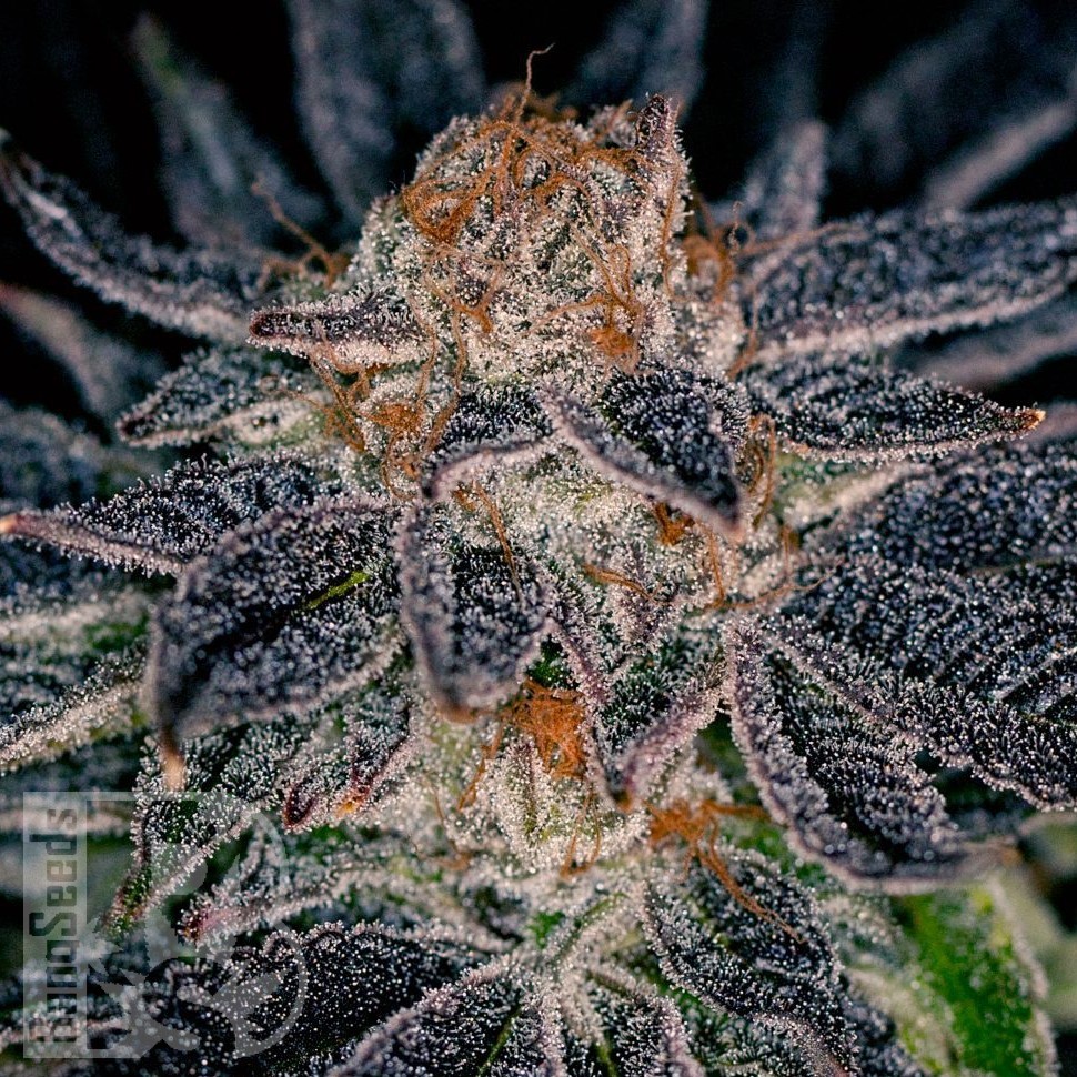 Семена каннабиса  Auto Talkan feminised Bang Seeds Семена каннабиса  Auto Talkan feminised Bang Seeds