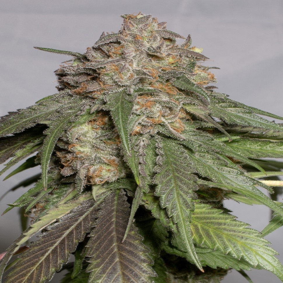 Семена  Head Band feminised Ganja Seeds