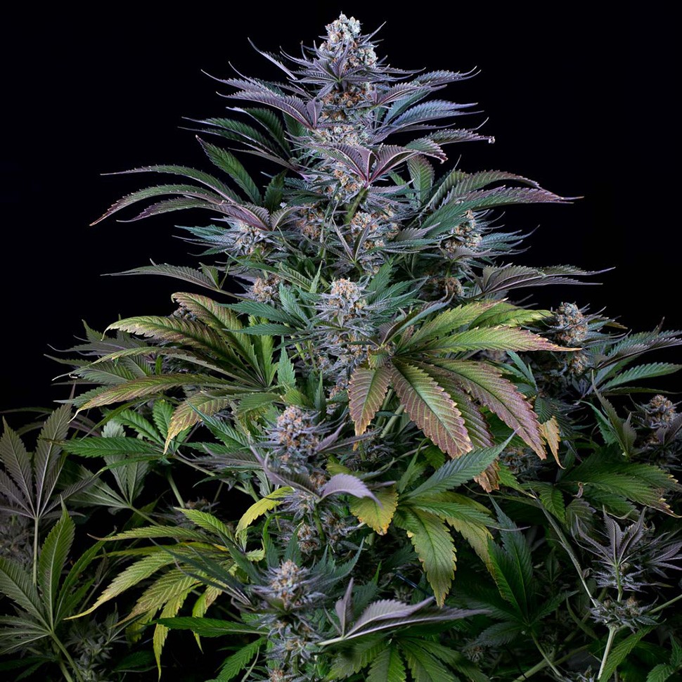 Семена каннабиса  Silver Haze regular Ganja Seeds