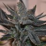 Семена каннабиса  Silver Haze regular Ganja Seeds Семена каннабиса  Silver Haze regular Ganja Seeds