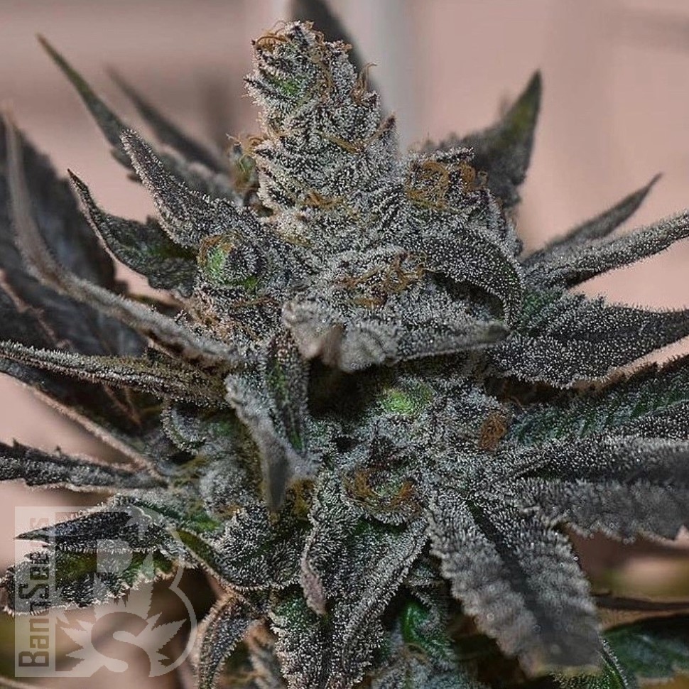 Семена каннабиса  Silver Haze regular Ganja Seeds Семена каннабиса  Silver Haze regular Ganja Seeds