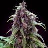 Семена каннабиса  Silver Haze regular Ganja Seeds Семена каннабиса  Silver Haze regular Ganja Seeds