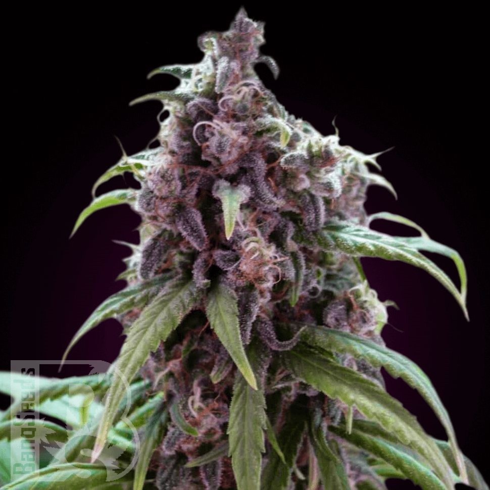 Семена каннабиса  Silver Haze regular Ganja Seeds Семена каннабиса  Silver Haze regular Ganja Seeds