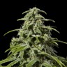 интернет магазин продажа семян конопли Early Skunk x AK feminised интернет магазин продажа семян конопли Early Skunk x AK feminised