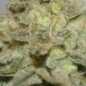 Семена марихуаны  Early Skunk x AK feminised Ganja Seeds Семена марихуаны  Early Skunk x AK feminised Ganja Seeds