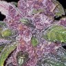 Семена марихуаны  Early Skunk x AK feminised Ganja Seeds Семена марихуаны  Early Skunk x AK feminised Ganja Seeds