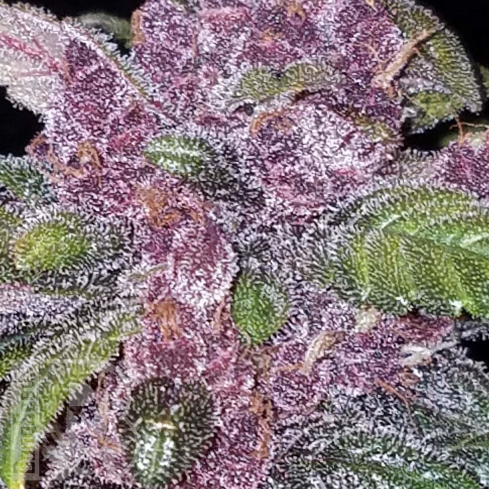 Семена марихуаны  Early Skunk x AK feminised Ganja Seeds Семена марихуаны  Early Skunk x AK feminised Ganja Seeds