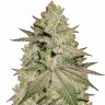 Семена марихуаны  Early Skunk x AK feminised Ganja Seeds Семена марихуаны  Early Skunk x AK feminised Ganja Seeds