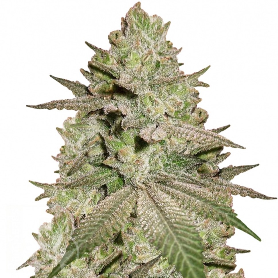 Семена марихуаны  Early Skunk x AK feminised Ganja Seeds Семена марихуаны  Early Skunk x AK feminised Ganja Seeds