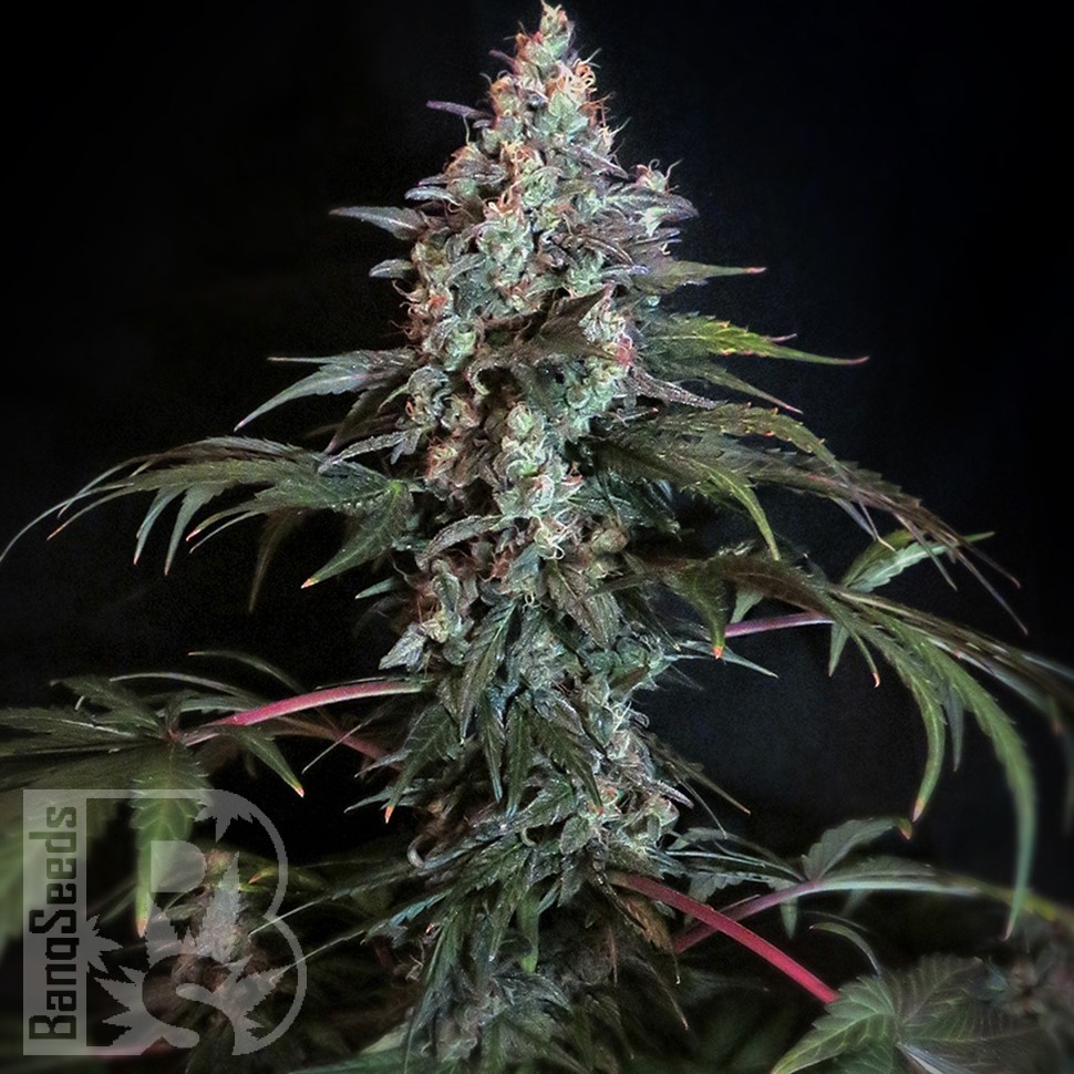 Семена каннабиса  Auto Tengiz feminised Bang Seeds Семена каннабиса  Auto Tengiz feminised Bang Seeds