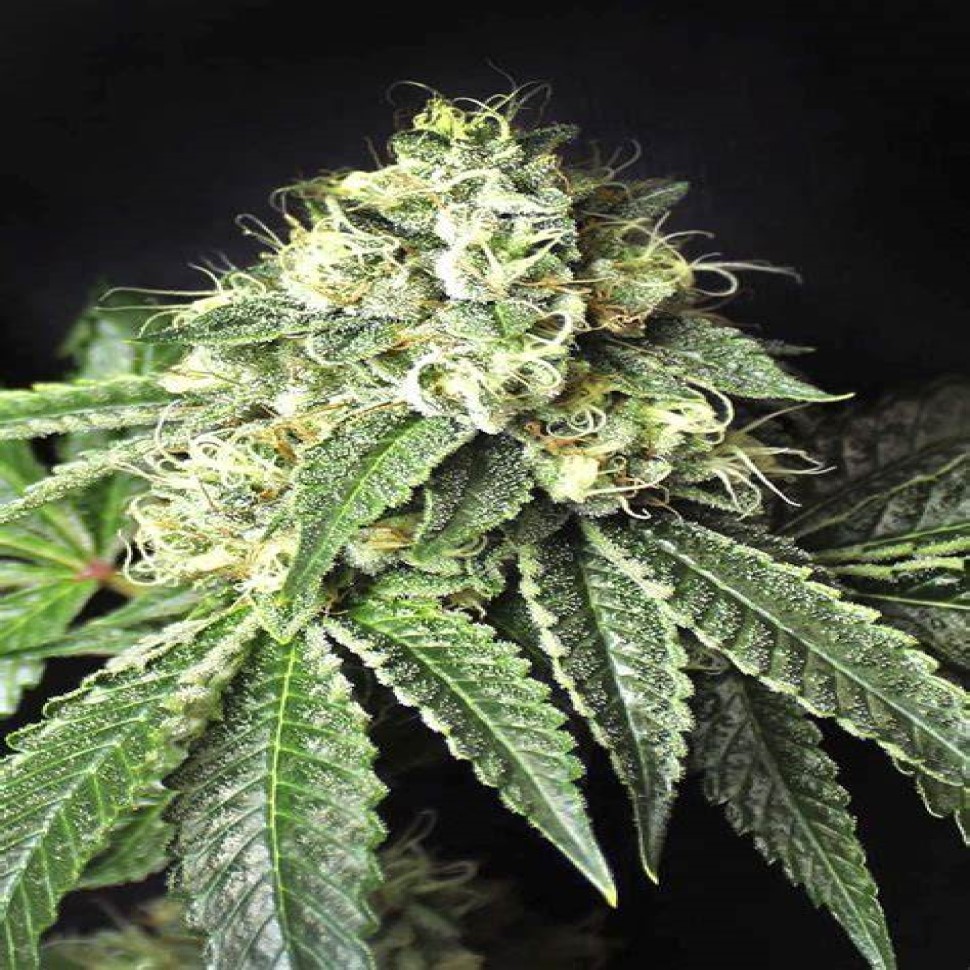 Семена  Pablo Escobar feminised Ganja Seeds
