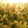 Купить семена безопасно и быстро Pablo Escobar feminised Ganja Seed Купить семена безопасно и быстро Pablo Escobar feminised Ganja Seed
