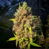 Лучший выбор семян в интернете Pablo Escobar feminised Ganja See Лучший выбор семян в интернете Pablo Escobar feminised Ganja See